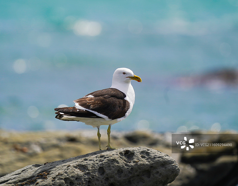 黑色背鸥图片素材