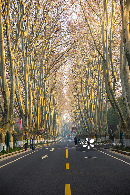 冬季南京早晨梧桐大道图片素材