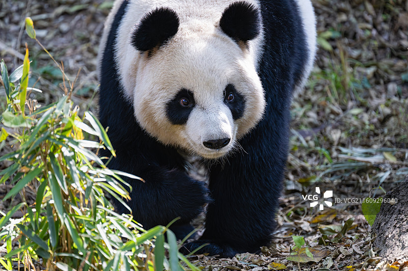 大熊猫图片素材