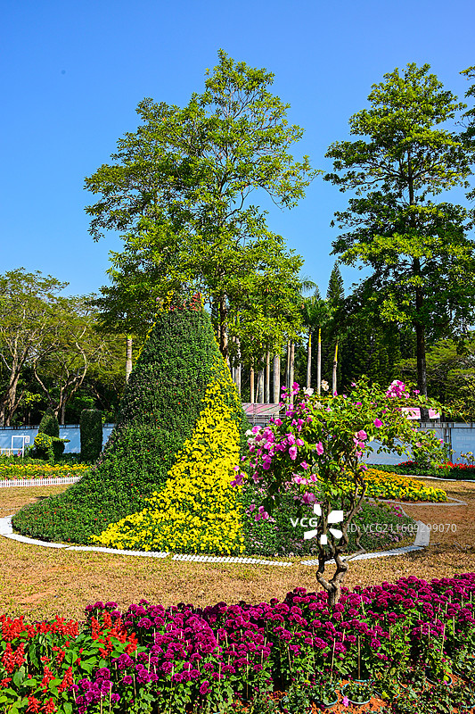 深圳东湖公园2025年菊花展花海景观图片素材