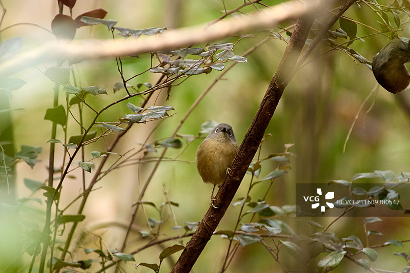 淡眉雀鹛在小灌木上栖息的特写镜头图片素材