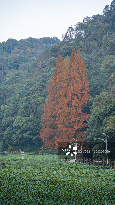 杭州梅灵南路水杉公路秋色图片素材