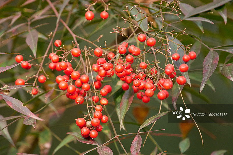 南天竹的红浆果特写镜头图片素材
