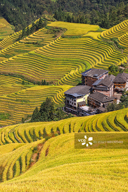 秋日乡间梯田图片素材