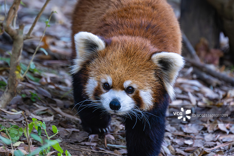 小熊猫图片素材