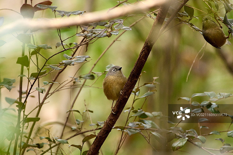 淡眉雀鹛在小灌木上栖息的特写镜头图片素材