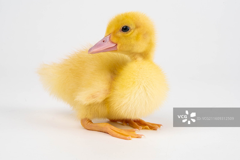 可爱小黄鸭萌态图片素材