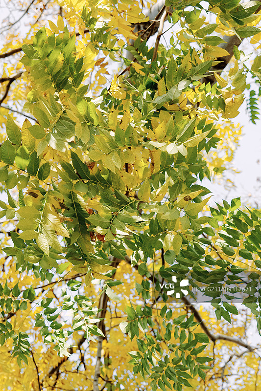 淮安文旅金湖起点公园十二月深秋初冬拍摄到的无患子树满树金黄的树叶一幅自然美景组图图片素材