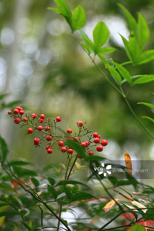 南天竹图片素材