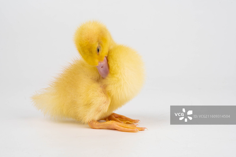可爱小黄鸭萌态图片素材