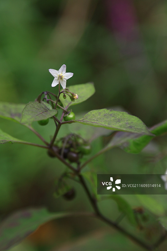 龙葵花图片素材