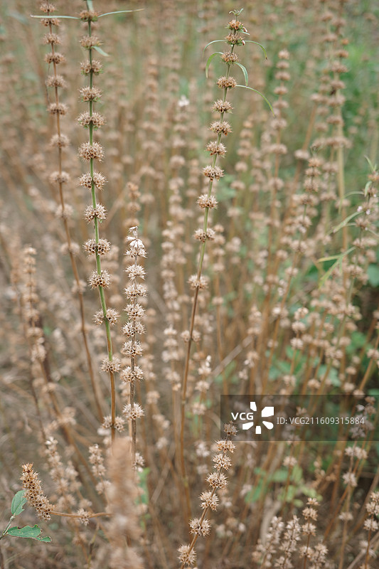 田地上的新奇发现图片素材