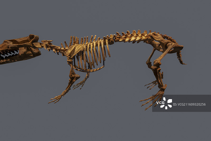 天津自然博物馆：巴基斯坦鲸古鲸（完整骨架，巴基斯坦产，生活在5300—5000万年前）图片素材