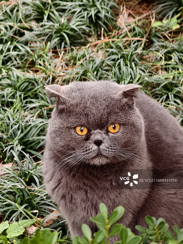 灰色的猫猫图片素材