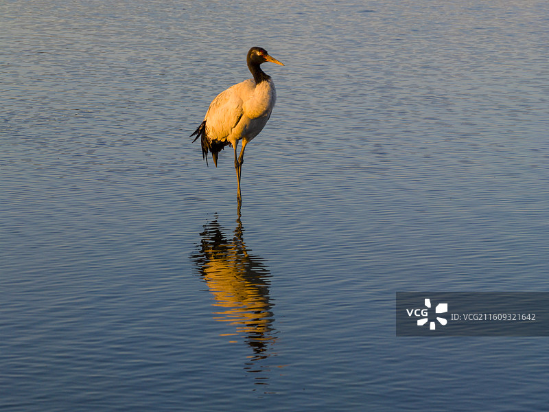 贵州毕节威宁草海国家级自然保护区黑颈鹤晚霞图片素材
