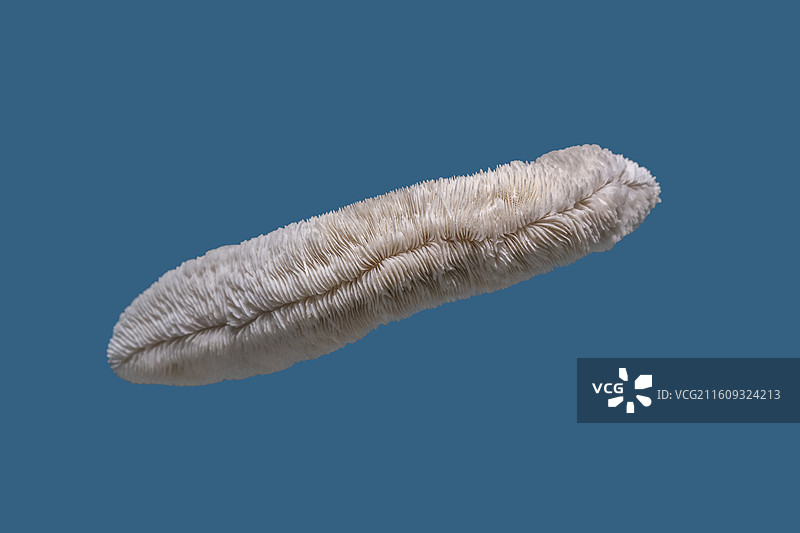 天津自然博物馆“家园·生命展区”：刺石芝珊瑚图片素材