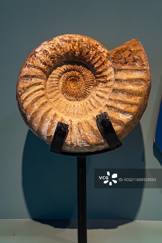 化石菊石标本展示图片素材