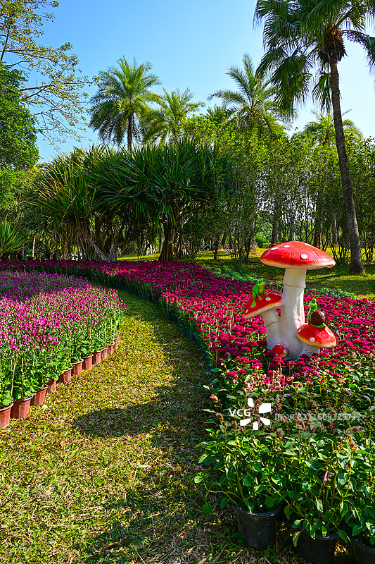 深圳东湖公园2025年菊花展花海景观图片素材
