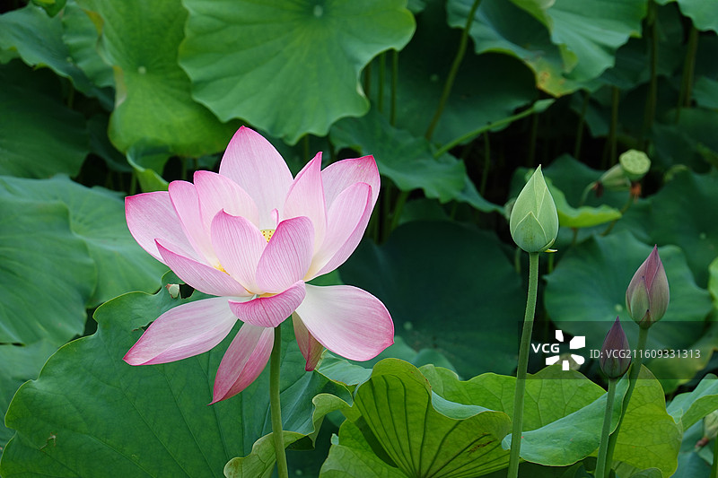 陕西省汉中市略阳县仙台坝镇荷塘荷花图片素材