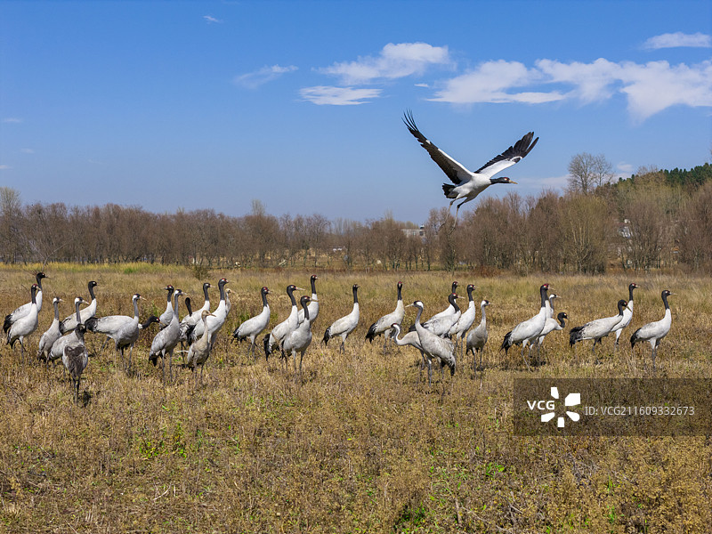 贵州毕节威宁草海国家级自然保护区黑颈鹤晚霞图片素材