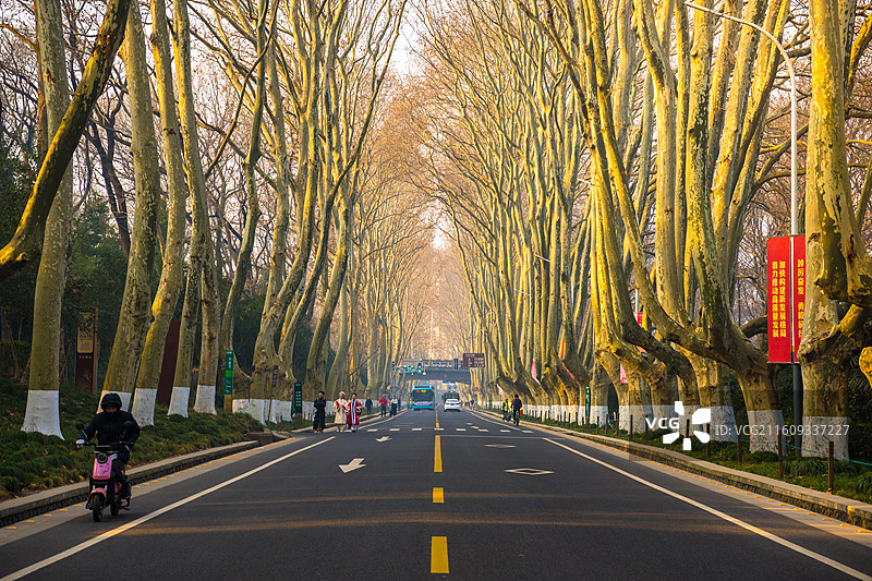 冬季南京早晨梧桐大道图片素材