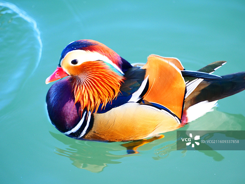 北京的鸭子和鸟图片素材