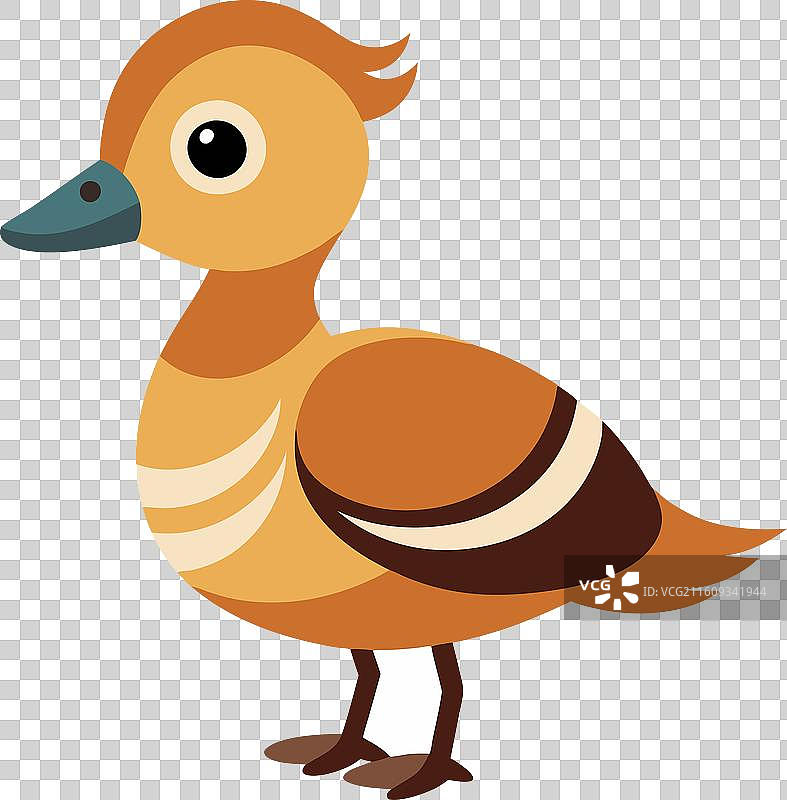 黄嘴鸭可爱图片素材