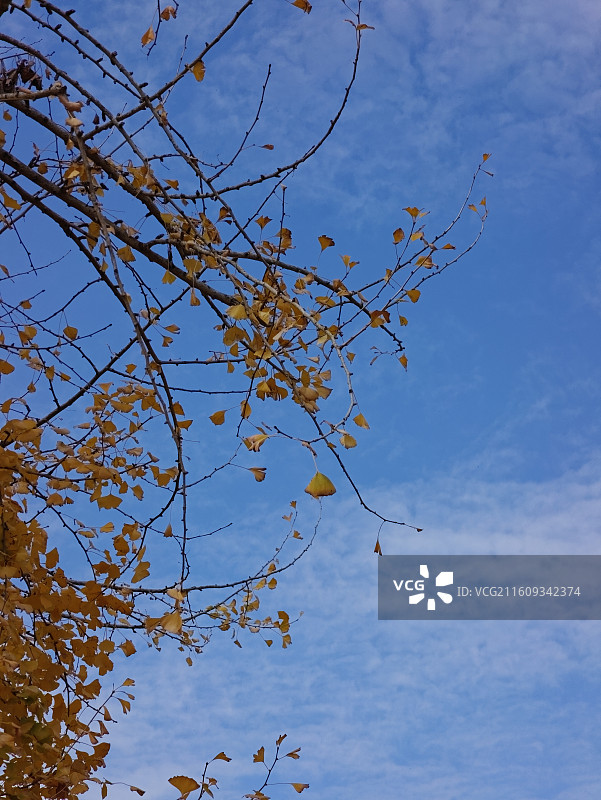 秋日来杏，幸会杏会-龙岩市上杭县蛟洋镇华家村千年雌雄同株银杏图片素材