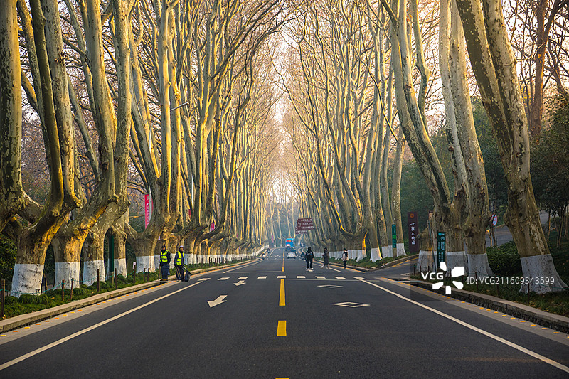 冬季南京早晨梧桐大道图片素材