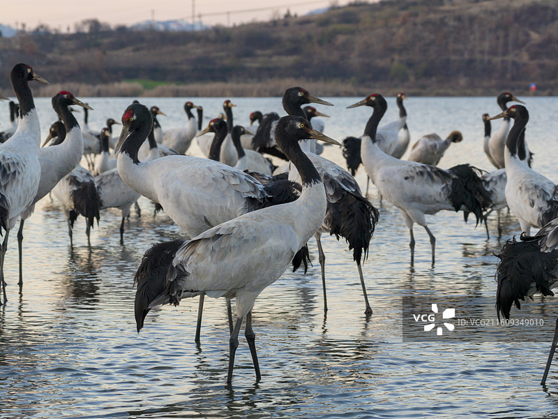 贵州毕节威宁草海国家级自然保护区黑颈鹤晚霞图片素材