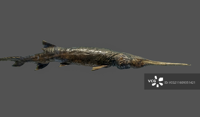 天津自然博物馆“家园·生命展区”：白鲟图片素材