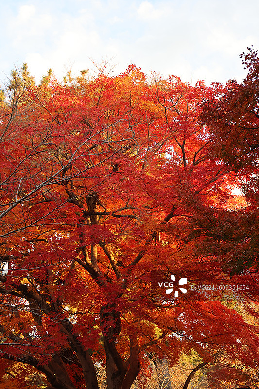 日本宇治川岸边的绝美枫叶景观图片素材