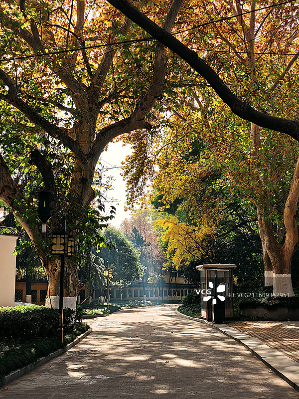 梧桐树下图片素材