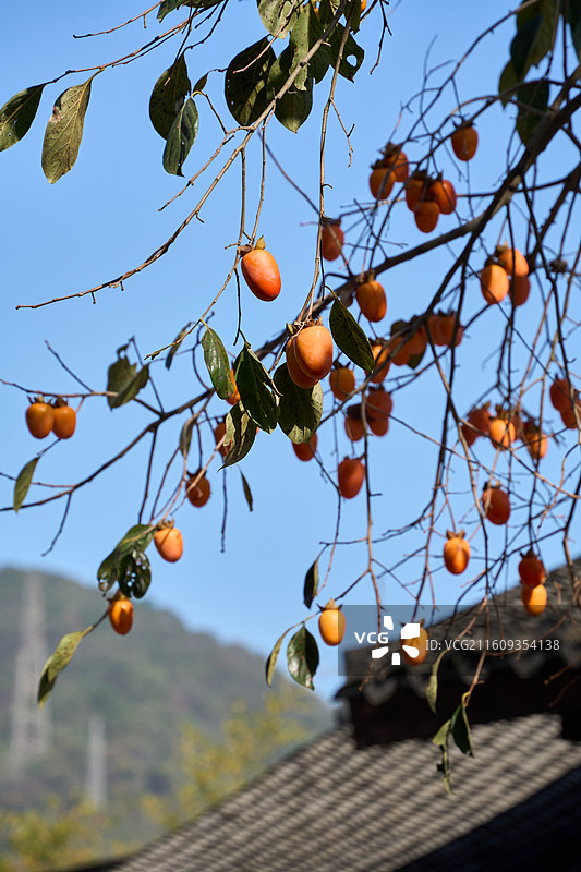 柿子树枝繁叶茂，挂满金黄柿子图片素材