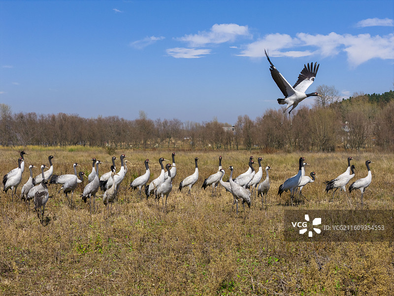 贵州毕节威宁草海国家级自然保护区黑颈鹤晚霞图片素材