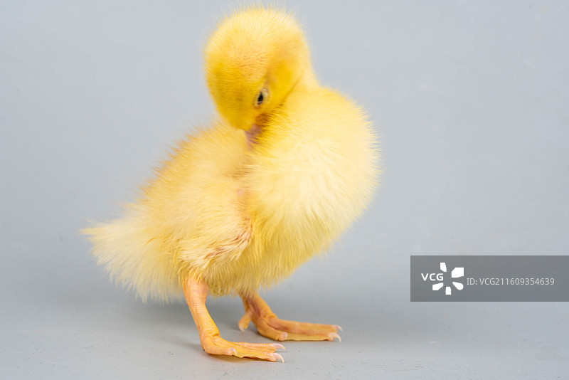 可爱小黄鸭萌态图片素材