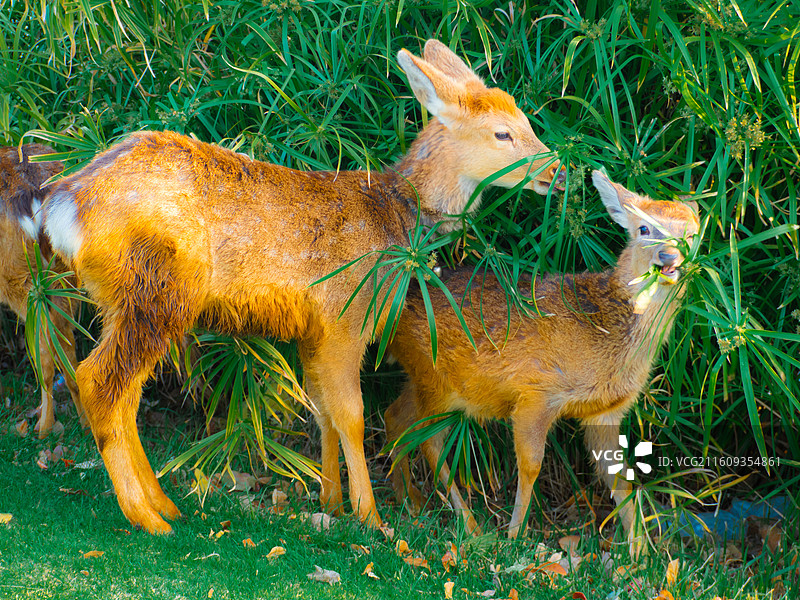 草地上的鹿图片素材