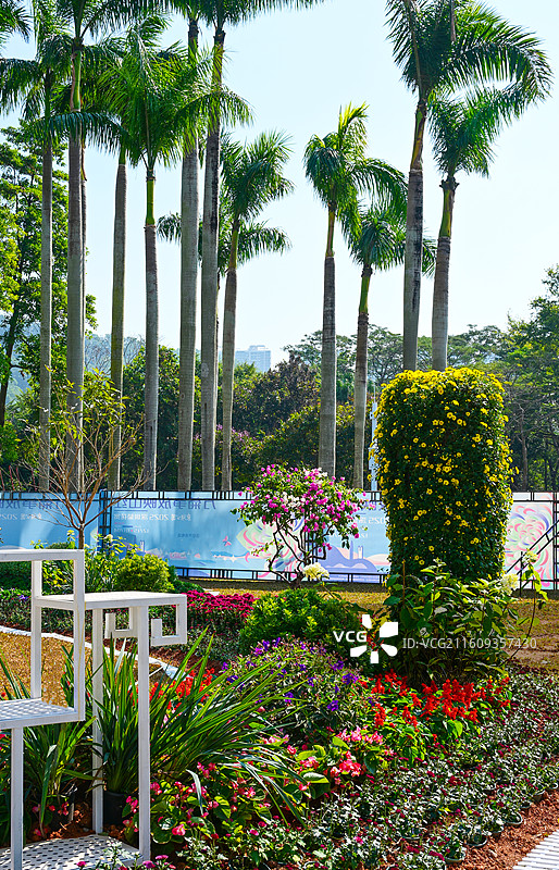 深圳东湖公园2025年菊花展花海景观图片素材