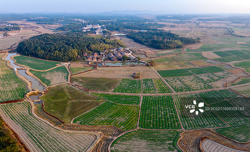 江西省抚州市金溪县农村，冬种的油菜已大面积吐绿，为冬日田园增添了勃勃生机，绿色特色种植。图片素材