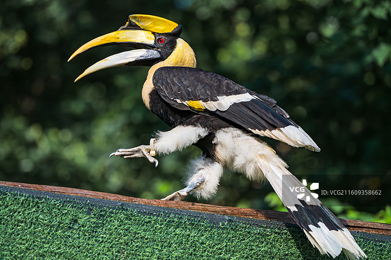 栖息在树枝上的双头犀鸟-长隆飞鸟乐园图片素材