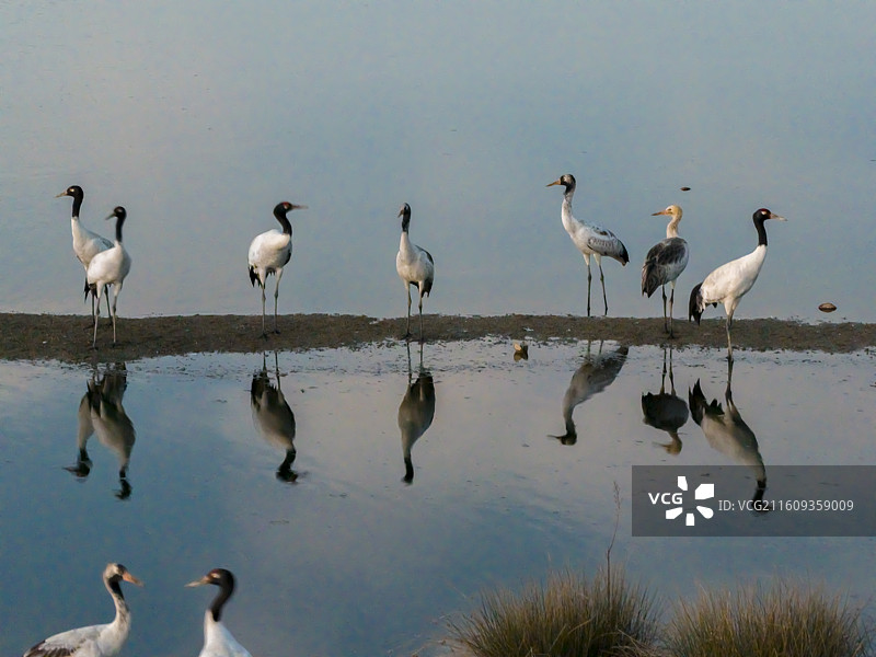 贵州毕节威宁草海国家级自然保护区黑颈鹤晚霞图片素材