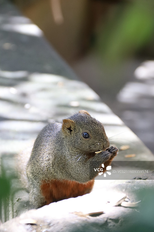寂照庵图片素材