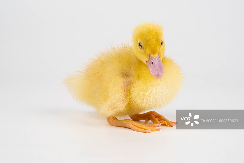 可爱小黄鸭萌态图片素材