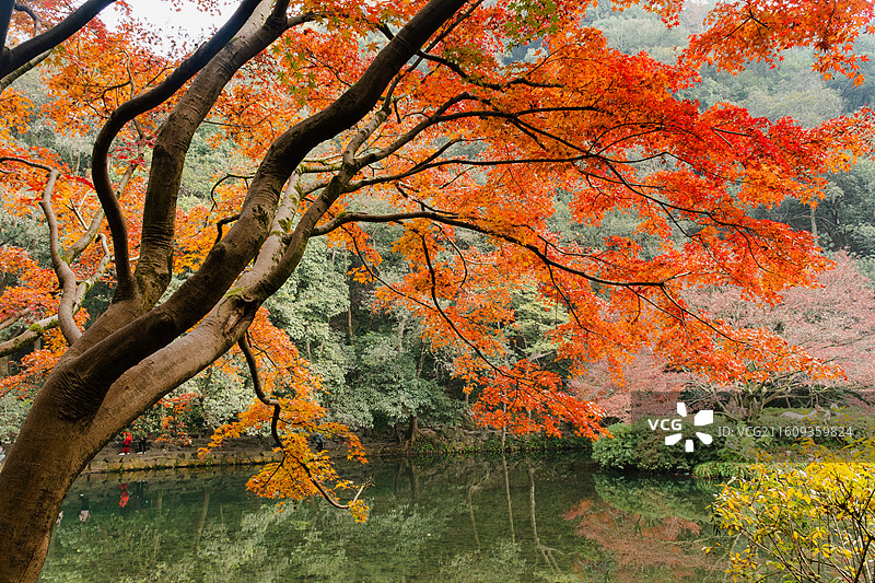 杭州12月冬日清晨九溪烟树红枫与碧绿清澈溪水同框徒步欣赏秋景图片素材