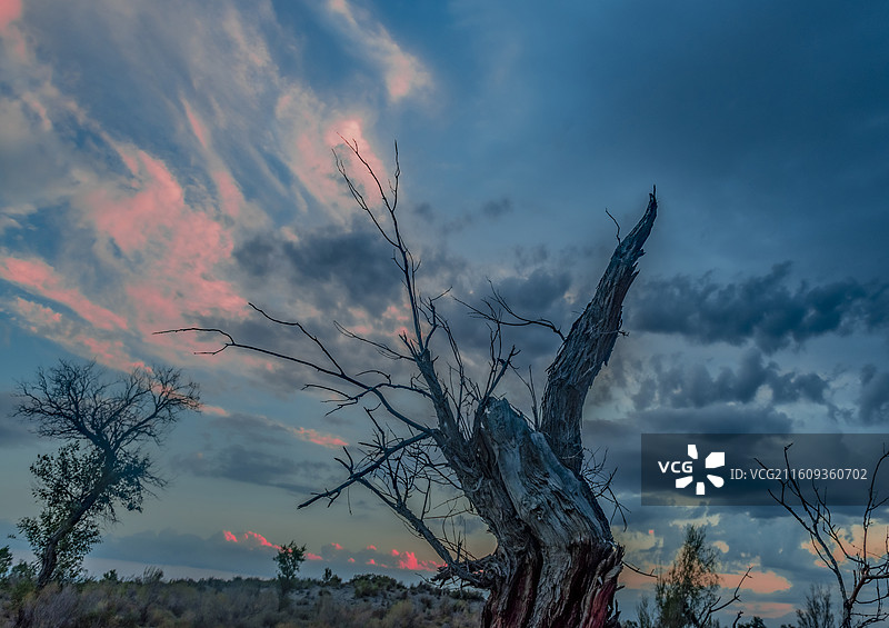 精河县托托镇胡杨9图片素材