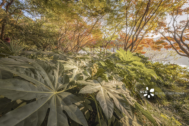 杭州西湖北山街绿水芙渠秋天图片素材