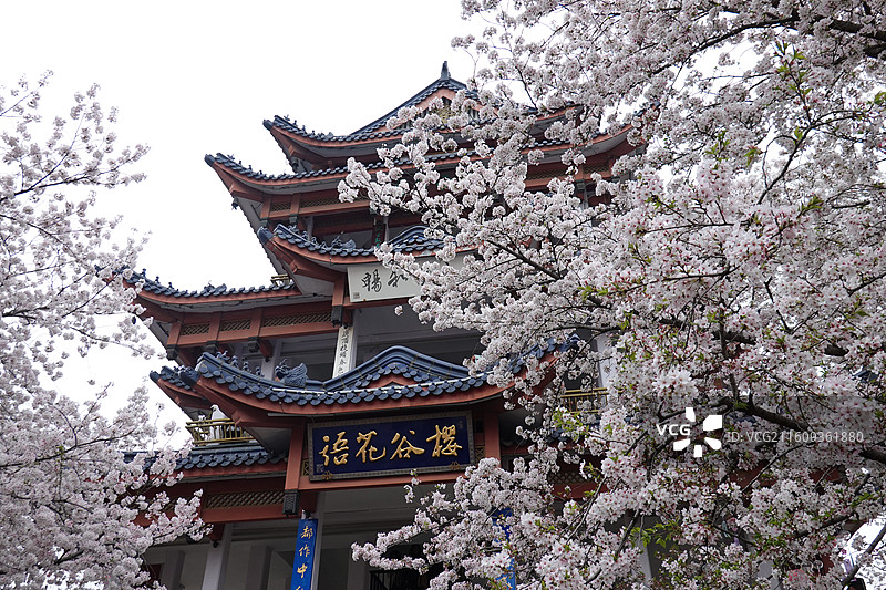 江苏省无锡市太湖鼋头渚樱花季：赏樱楼染井吉野樱花盛开图片素材