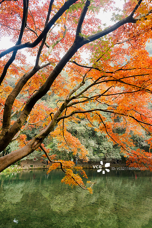 杭州12月冬日清晨九溪烟树红枫与碧绿清澈溪水同框徒步欣赏秋景图片素材