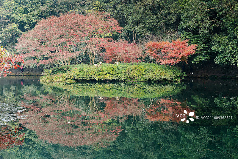 杭州12月冬日清晨九溪烟树红枫与碧绿清澈溪水同框徒步欣赏秋景图片素材
