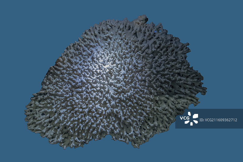 天津自然博物馆“家园·生命展区”：伞房鹿角珊瑚图片素材